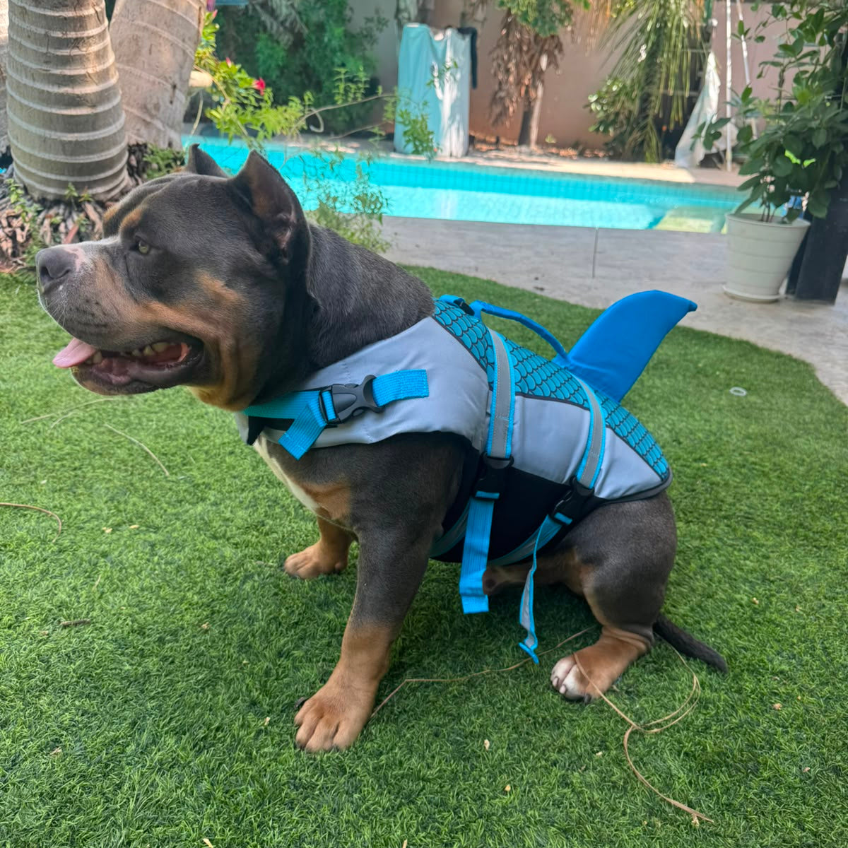Swim Dog Vest - Shark Summer Swimwear for Your Pup!